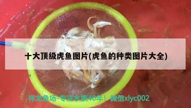 十大頂級(jí)虎魚圖片(虎魚的種類圖片大全) 十大頂級(jí)虎魚圖片(虎魚的種類圖片大全) 虎魚百科
