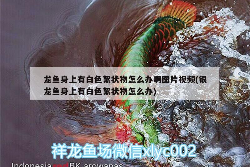 龍魚身上有白色絮狀物怎么辦啊圖片視頻(銀龍魚身上有白色絮狀物怎么辦)