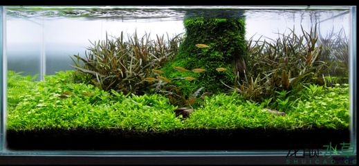 大魚缸水草盆怎么選：大魚缸水草盆栽選擇水草盆選擇水草盆時需要考慮多個方面 大魚缸水草盆怎么選：大魚缸水草盆栽選擇水草盆選擇水草盆時需要考慮多個方面 魚缸百科 第3張