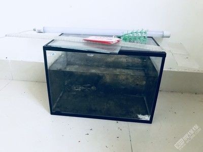 龍魚生病后的生存概率，龍魚生病后的存活時(shí)間