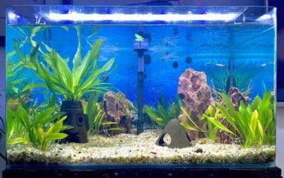 徹底清洗魚缸用什么水比較好：徹底清洗魚缸用什么水比較好？