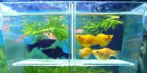 上海曉尚水族有限公司（上海曉尚水族有限公司怎么樣） 上海曉尚水族有限公司（上海曉尚水族有限公司怎么樣） 全國水族館企業名錄 第1張