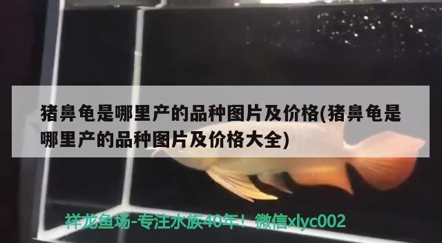 豬鼻龜是哪里產的品種圖片及價格(豬鼻龜是哪里產的品種圖片及價格大全)