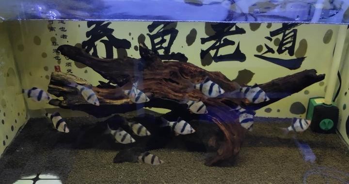 龍魚打虎魚會打到什么時候（龍魚打虎魚會打到什么時候呢）
