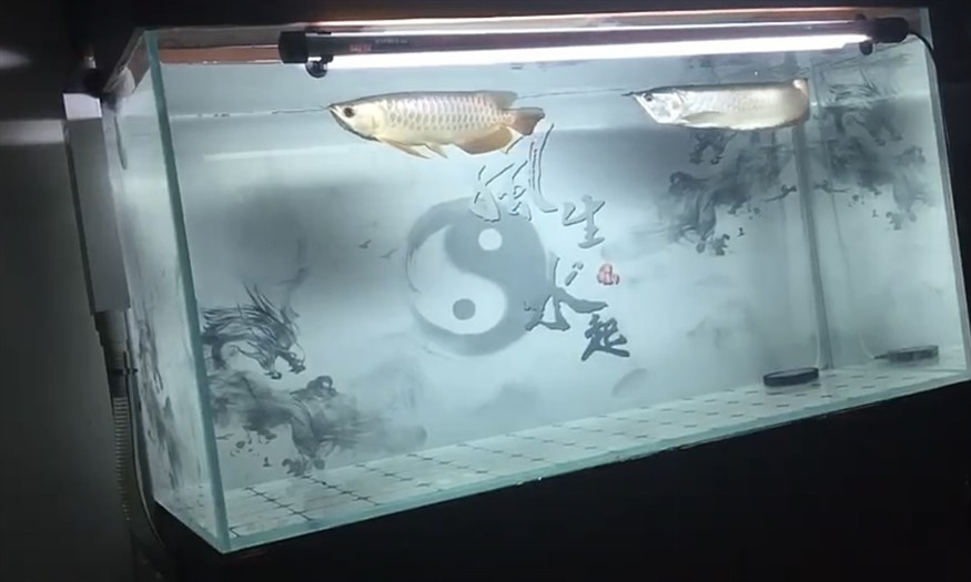 生于水，卒于水，葬于土，遁于風，感謝4年零98天的陪伴，希君生羽翼，一化北冥魚。#龍魚擋災