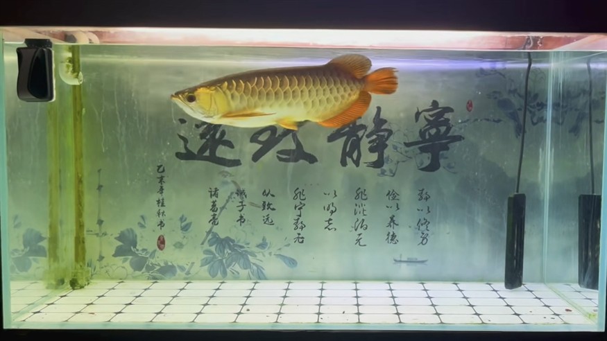 生于水，卒于水，葬于土，遁于風，感謝4年零98天的陪伴，希君生羽翼，一化北冥魚。#龍魚擋災