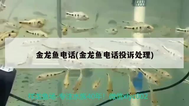 紅龍魚的眼睛有點發白怎么辦呀（紅龍魚的眼睛有點發白怎么辦呀圖片）