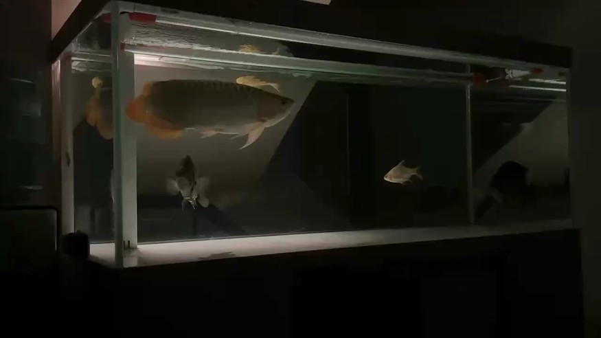 愿我們都能活得像魚 愿我們都能活得像魚 龍魚論壇