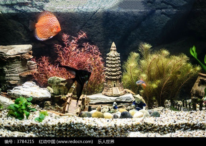 羅非魚冬天養殖解決方案大全(羅非魚養殖氣候環境)