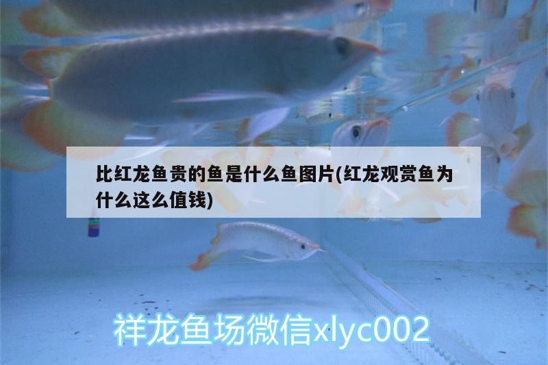 哪里有批發銀龍魚苗的地方呀(哪里有批發銀龍魚苗的地方呀圖片)