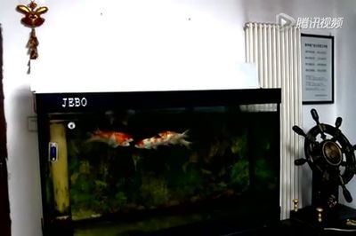 愛克魚缸好嗎安全嗎可以養(yǎng)嗎：愛克魚缸在安全性和平適用性方面表現(xiàn)良好 愛克魚缸好嗎安全嗎可以養(yǎng)嗎：愛克魚缸在安全性和平適用性方面表現(xiàn)良好 魚缸百科 第4張