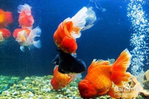 出現水霉的魚缸怎么處理：魚缸出現水霉怎么辦
