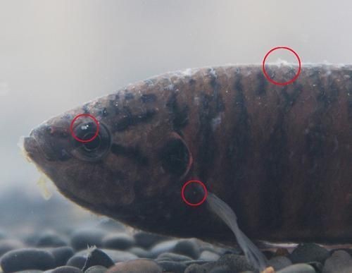 出現水霉的魚缸怎么處理：魚缸出現水霉怎么辦