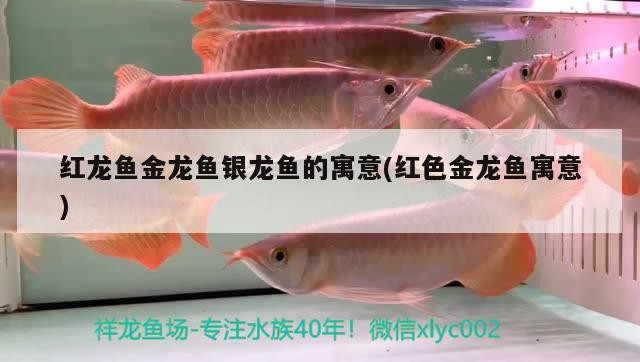 紅龍魚(yú)金龍魚(yú)銀龍魚(yú)的寓意(紅色金龍魚(yú)寓意)