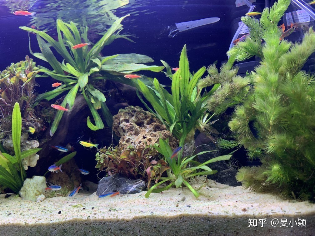 大型熱帶魚魚缸如何造景：大型熱帶魚魚缸的造景