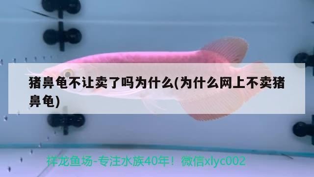 豬鼻龜不讓賣了嗎為什么(為什么網上不賣豬鼻龜)