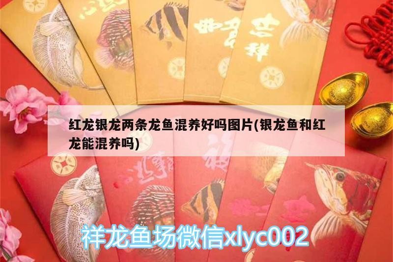 紅龍銀龍兩條龍魚混養好嗎圖片(銀龍魚和紅龍能混養嗎) 紅龍銀龍兩條龍魚混養好嗎圖片(銀龍魚和紅龍能混養嗎) 銀龍魚百科