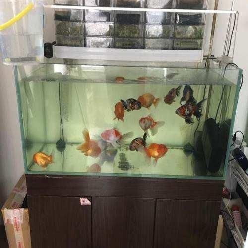 1.2米的魚缸有多少公升水：1.2米的魚缸一般可以容納320升左右的水