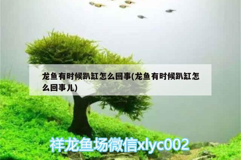 龍魚有時候趴缸怎么回事(龍魚有時候趴缸怎么回事兒)
