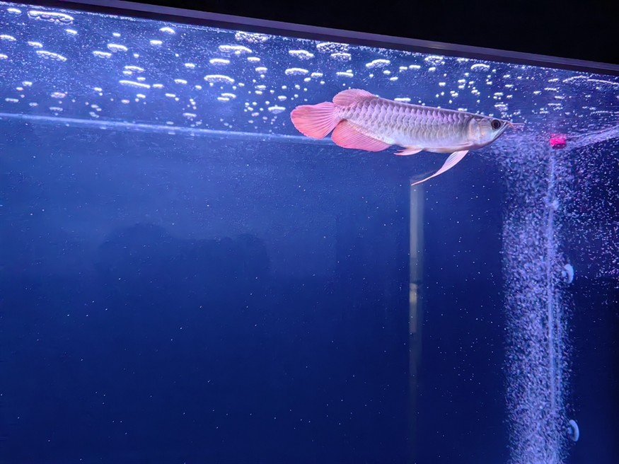 【道荷紅龍】時隔4年我又回來了 【道荷紅龍】時隔4年我又回來了 龍魚論壇 第2張