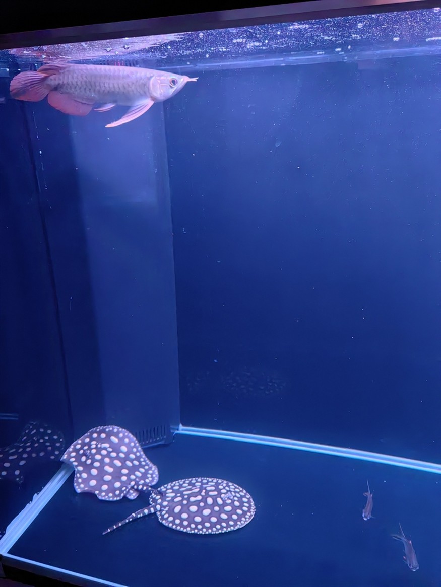 【道荷紅龍】時隔4年我又回來了 【道荷紅龍】時隔4年我又回來了 龍魚論壇 第3張