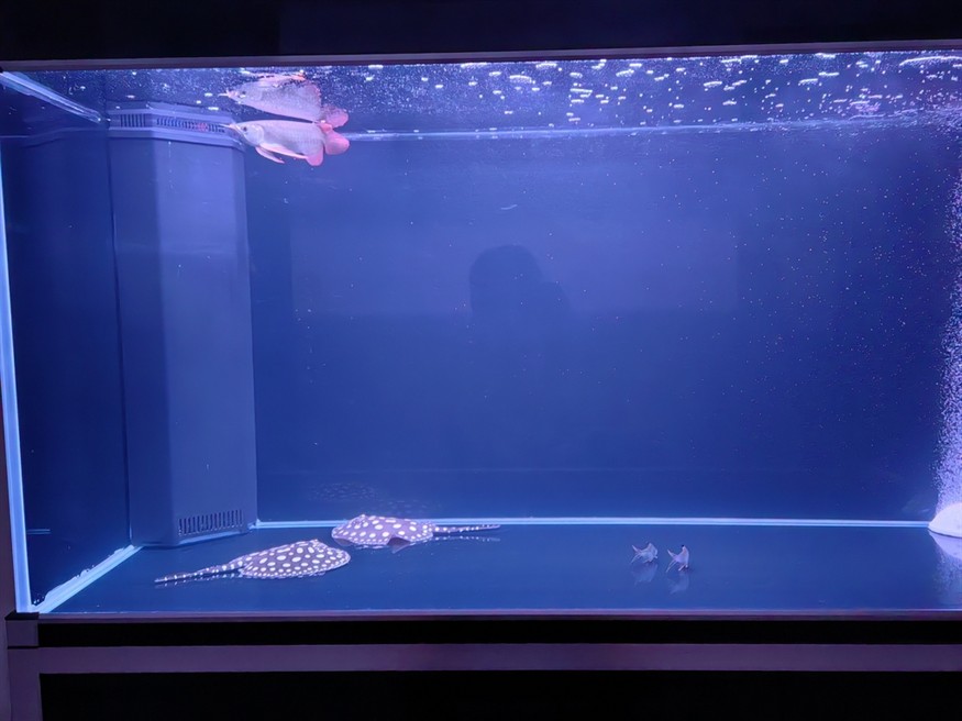【道荷紅龍】時隔4年我又回來了 【道荷紅龍】時隔4年我又回來了 龍魚論壇 第4張