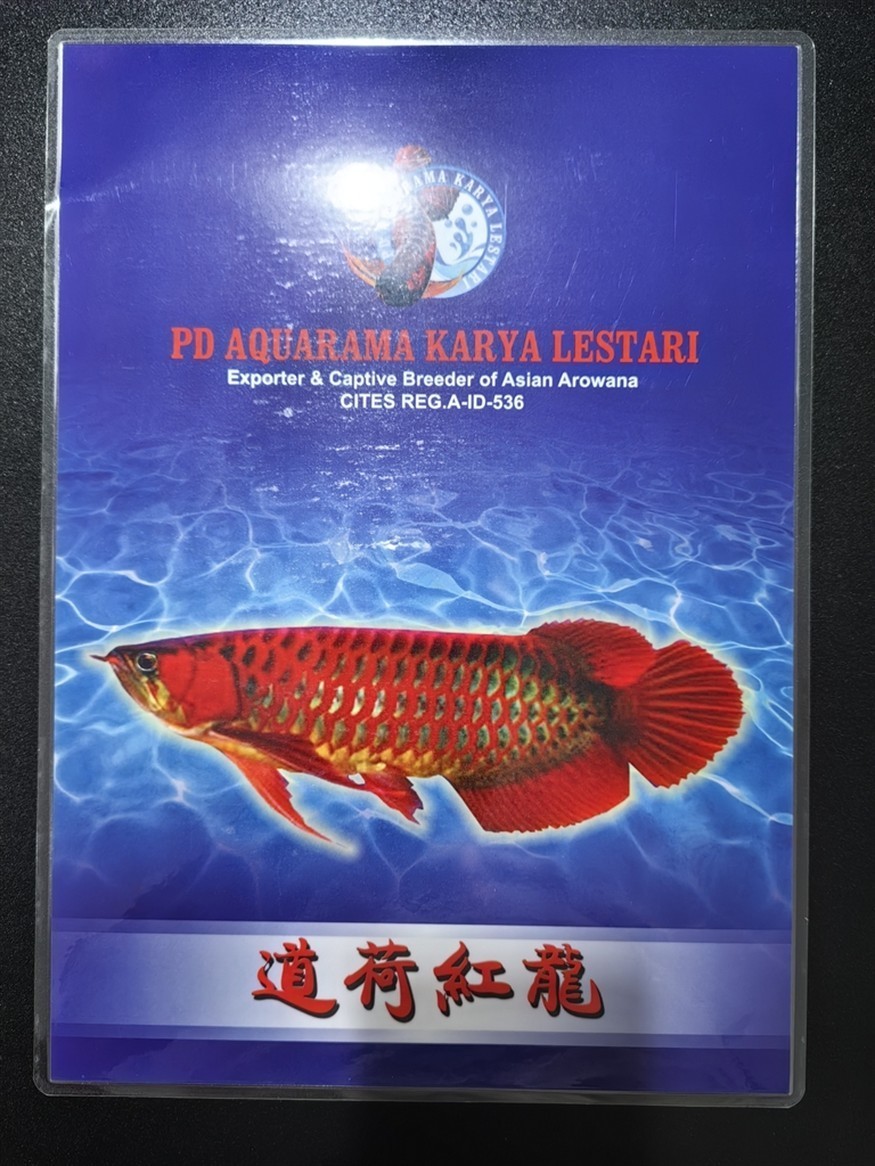 【道荷紅龍】時隔4年我又回來了 【道荷紅龍】時隔4年我又回來了 龍魚論壇 第6張