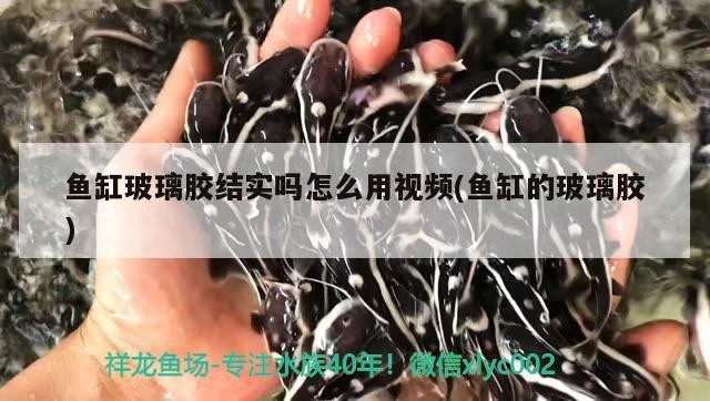 魚缸玻璃膠結實嗎怎么用視頻(魚缸的玻璃膠)