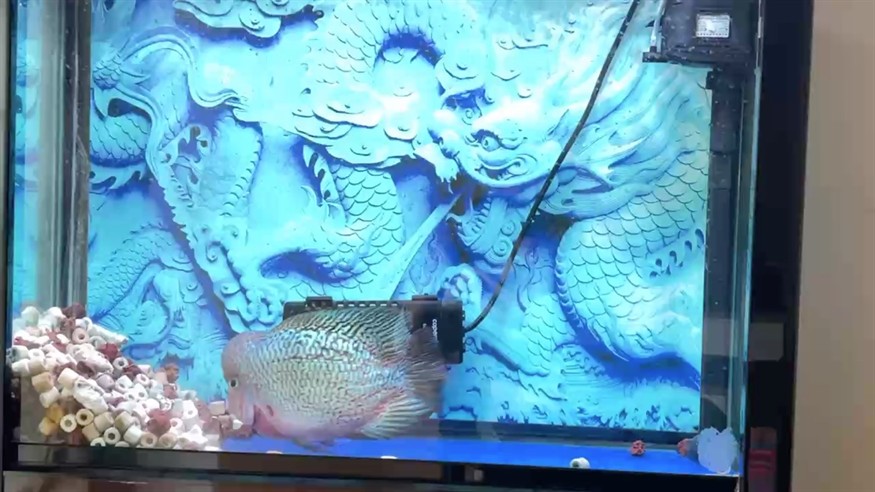 第二十九個月了……