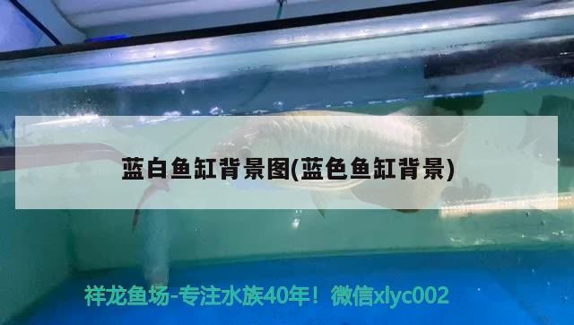 藍白魚缸背景圖(藍色魚缸背景)