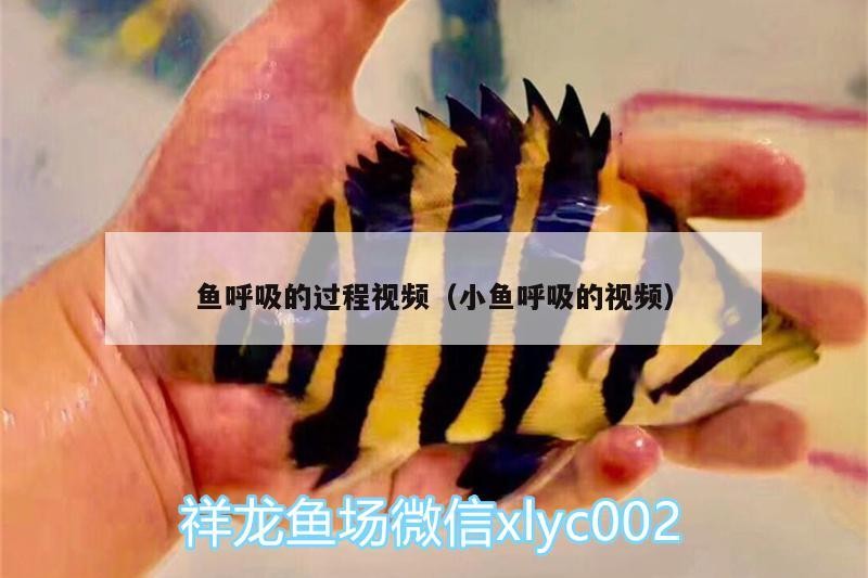 魚(yú)呼吸的過(guò)程視頻（小魚(yú)呼吸的視頻）