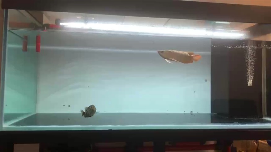 DIY魚缸一個月后