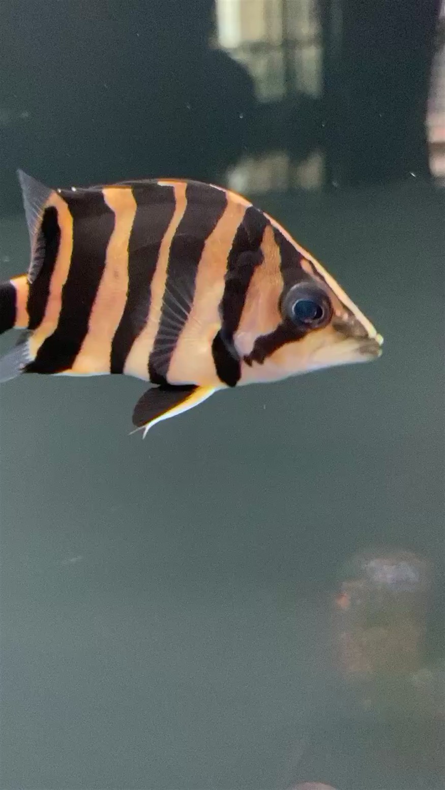 廣州水族批發市場虎魚挺好玩的 廣州水族批發市場虎魚挺好玩的 虎魚百科 第1張