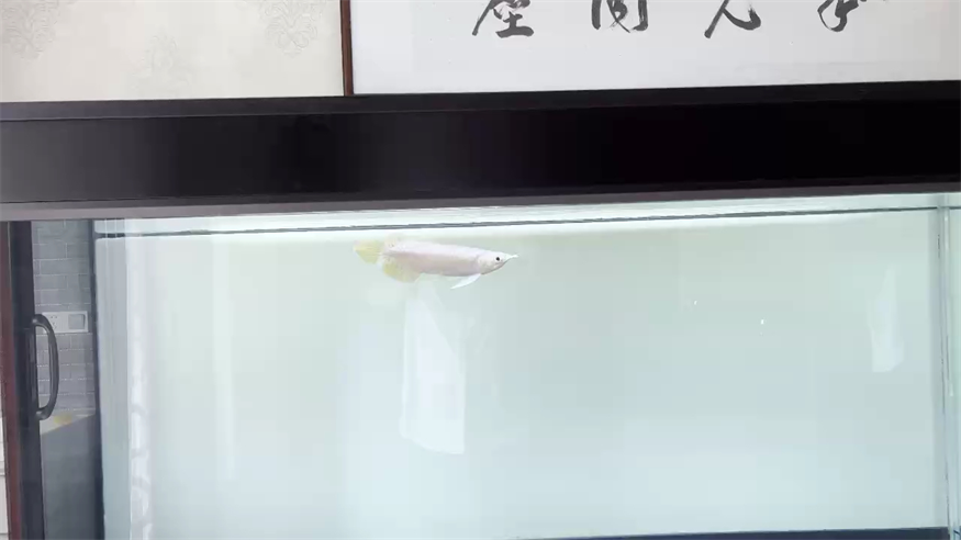 特里斯小紅龍