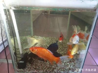 大的魚缸怎么清洗水垢：如何清洗大的魚缸中的水垢 大的魚缸怎么清洗水垢：如何清洗大的魚缸中的水垢 魚缸百科 第1張