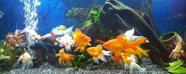 大的魚缸怎么清洗水垢：如何清洗大的魚缸中的水垢 大的魚缸怎么清洗水垢：如何清洗大的魚缸中的水垢 魚缸百科 第3張