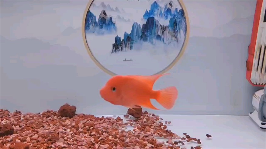 第五天 第五天 龍魚論壇