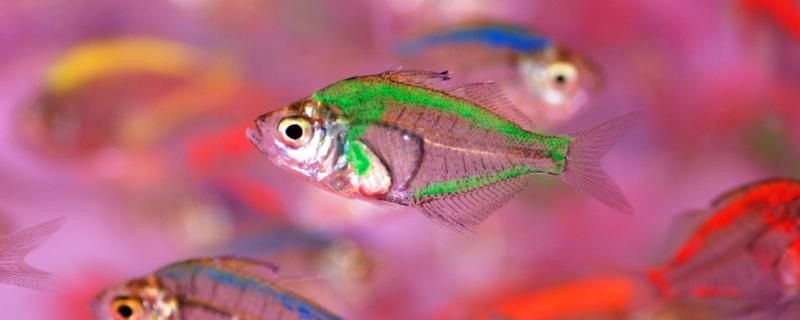 玻璃拉拉魚吃什么飼料一天喂幾次