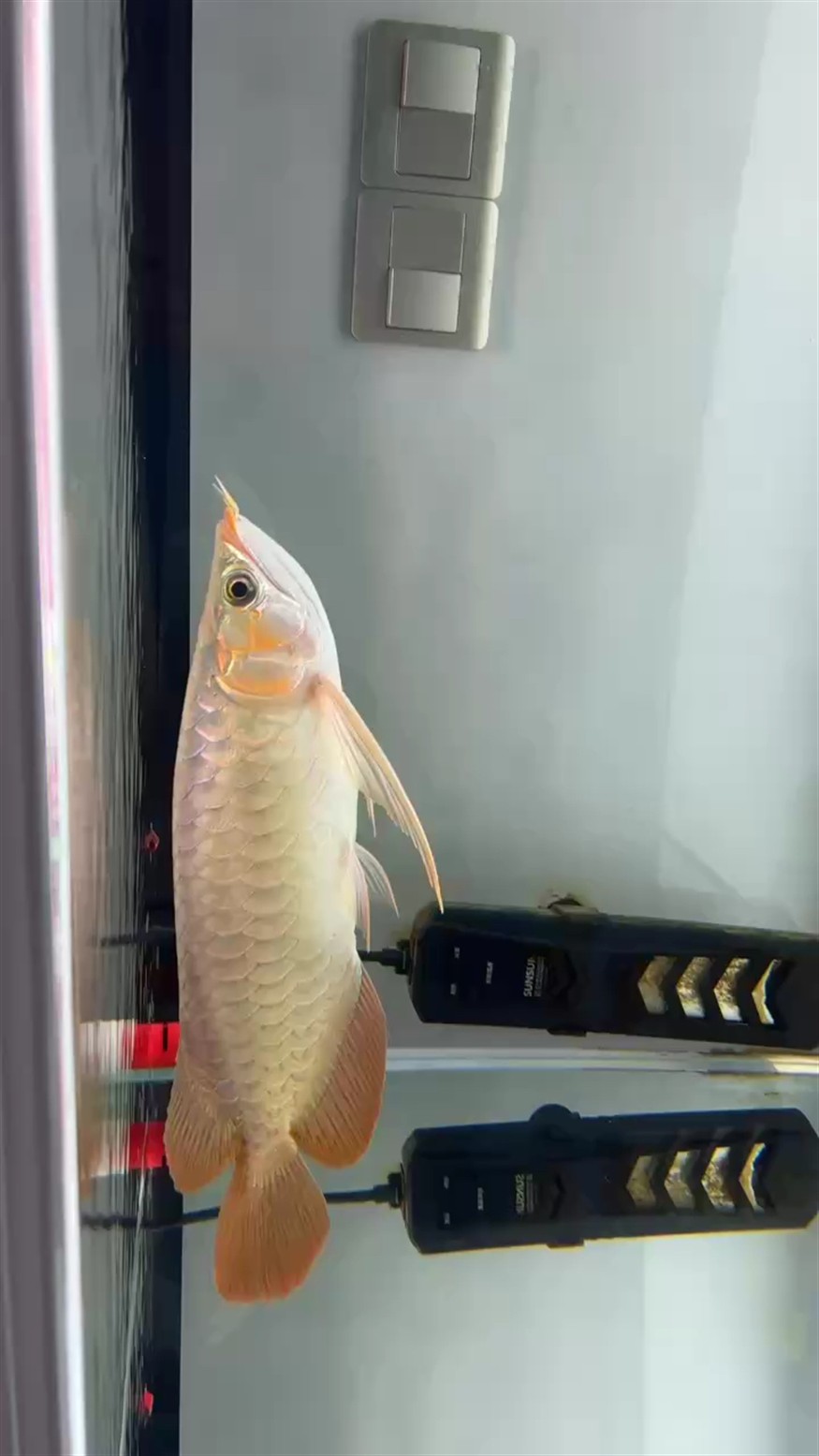 會不會是早熟 會不會是早熟 龍魚論壇
