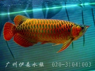 吉林市豐滿區玖慕源水族館（吉林市豐滿區玖慕源水族館電話）