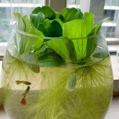 大薸能養在魚缸里嗎：大薸不適合養在魚缸里嗎？