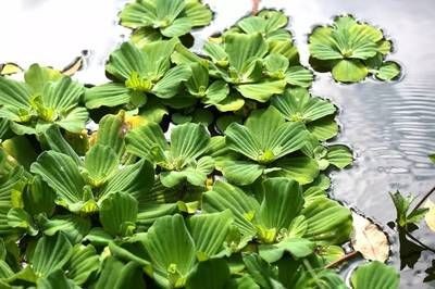 大薸能養在魚缸里嗎：大薸不適合養在魚缸里嗎？