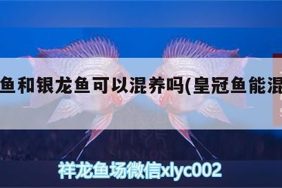 皇冠魚和銀龍魚可以混養(yǎng)嗎(皇冠魚能混養(yǎng)嗎) 皇冠魚和銀龍魚可以混養(yǎng)嗎(皇冠魚能混養(yǎng)嗎) 銀龍魚百科