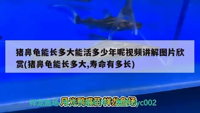 豬鼻龜能長多大能活多少年呢視頻講解圖片欣賞(豬鼻龜能長多大,壽命有多長) 豬鼻龜能長多大能活多少年呢視頻講解圖片欣賞(豬鼻龜能長多大,壽命有多長) 豬鼻龜百科