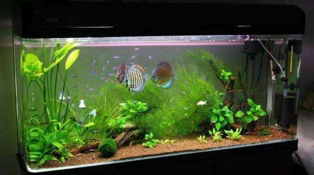 臨淄區稷下藍皓水族館（臨淄區稷下藍皓水族館電話）