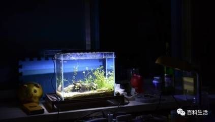 從海邊撿的石頭能進魚缸嗎視頻：從海邊撿回來的石頭可以放入魚缸