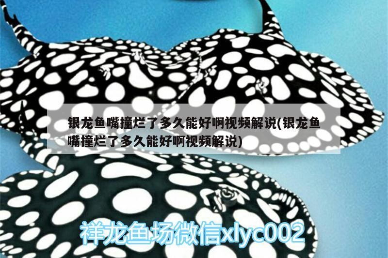 銀龍魚嘴撞爛了多久能好啊視頻解說(銀龍魚嘴撞爛了多久能好啊視頻解說) 銀龍魚嘴撞爛了多久能好啊視頻解說(銀龍魚嘴撞爛了多久能好啊視頻解說) 銀龍魚百科