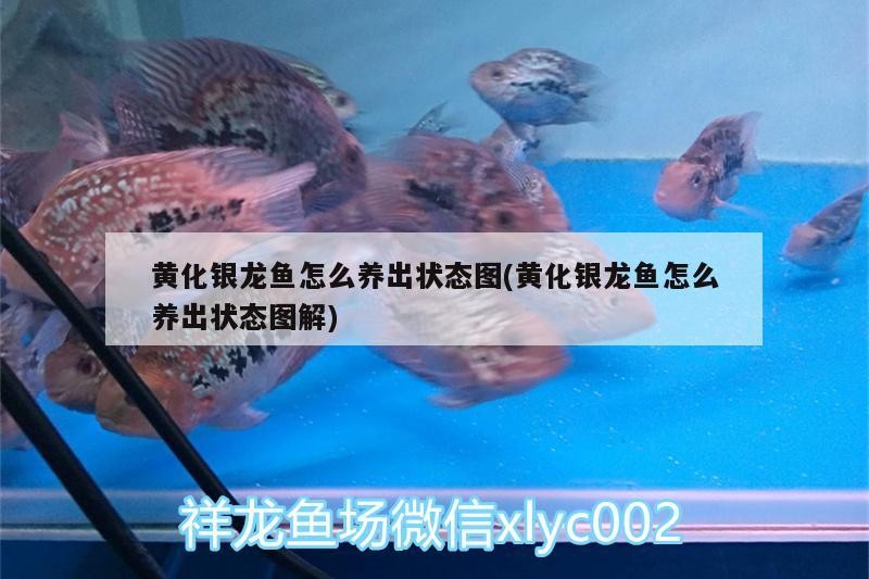 黃化銀龍魚怎么養出狀態圖(黃化銀龍魚怎么養出狀態圖解)