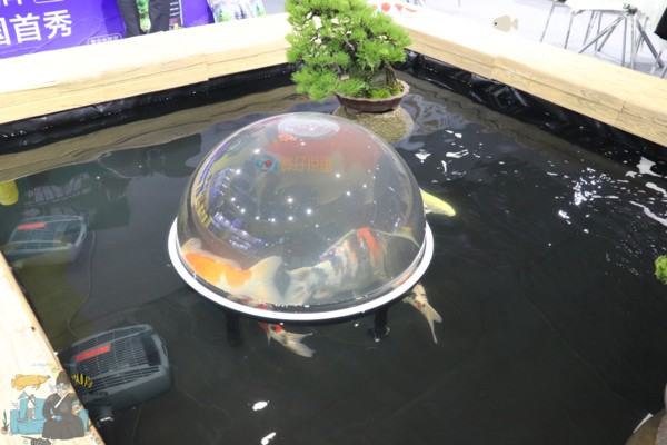龍魚虎魚魟魚進缸順序（龍魚虎魚魟魚混養怎么喂食） 龍魚虎魚魟魚進缸順序（龍魚虎魚魟魚混養怎么喂食） 虎魚百科