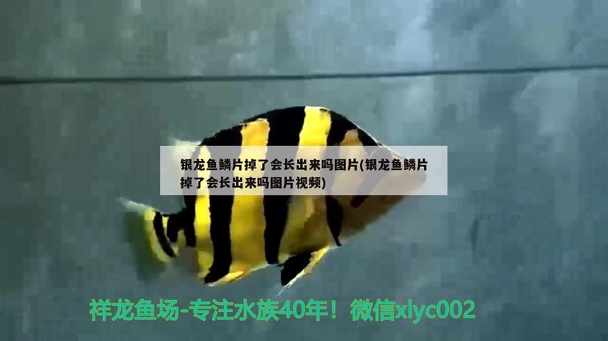 銀龍魚鱗片掉了會長出來嗎圖片(銀龍魚鱗片掉了會長出來嗎圖片視頻)